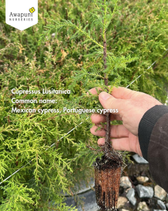 Cupressus Lusitanica - 50 Plants